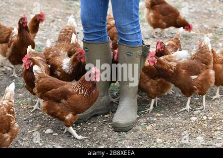 Un allevatore di pollame che indossa stivali di gomma che camminano tra una folla di galline foraggere in una fattoria di pollame in Oxfordshire. Foto Stock