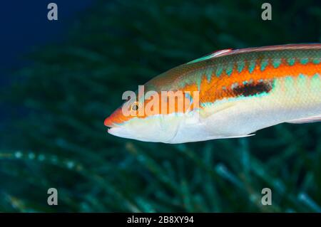 Ritratto di pesce in primo piano nel Parco Naturale di Ses Salines (Formentera, Isole Baleari, Mar Mediterraneo, Spagna) Foto Stock