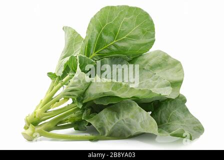 Pianta di broccoli cinesi isolata su sfondo bianco Foto Stock