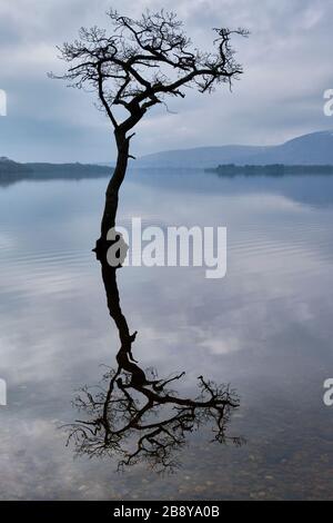 Lone Tree a Loch Lomond, vicino Milarrochy Bay, Loch Lomond, Scozia Foto Stock