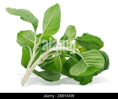 Pianta di grano Amaranth verde isolata su sfondo bianco Foto Stock