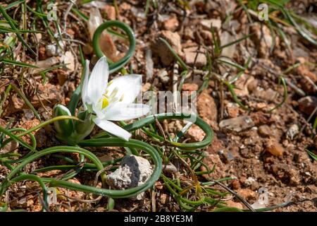 Fiori bianchi e boccioli di Ornithogalum umbellatum (Stella di Betlemme) - fuoco selettivo, spazio copia Foto Stock