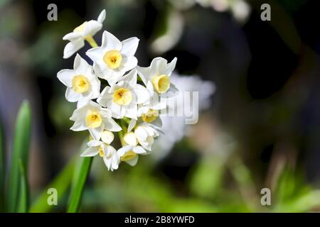 Narcissus 'Silver carillon' Foto Stock
