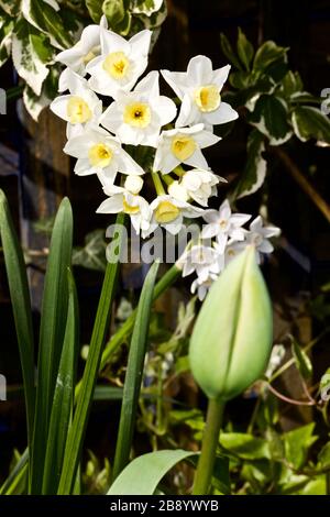 Narcissus 'Silver carillon' Foto Stock
