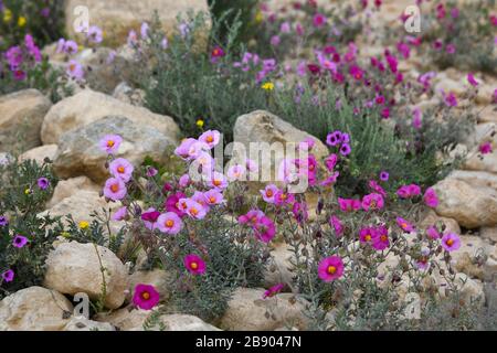 Helianthemum [qui Helianthemum vesicarium] conosciuto come rosa di roccia, rosa del sole, rushrose, o glostweed, una pianta fiorente nella famiglia Cistaceae. Lo sono Foto Stock