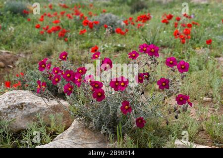 Helianthemum [qui Helianthemum vesicarium] conosciuto come rosa di roccia, rosa del sole, rushrose, o glostweed, una pianta fiorente nella famiglia Cistaceae. Lo sono Foto Stock