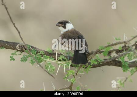 Il bianco del nord-crowned shrike o bianco-rumped shrike, è un shrike trovati in secca thornbush, semi-deserto e aprire acacia woodland in Africa orientale. Foto Stock