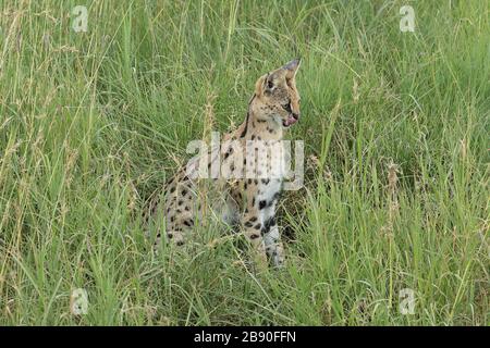Il serval è un gatto selvatico nativo in Africa. È raro in Nord Africa e nel Sahel, ma diffuso nei paesi sub-sahariani. Foto Stock
