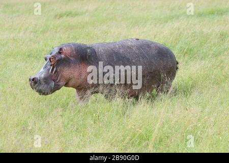 L'ippopotamo, chiamato anche ippopotamo comune è un grande, per lo più erbivoro, mammifero semiacquatico e ungulato nativo dell'Africa sub-sahariana. Foto Stock