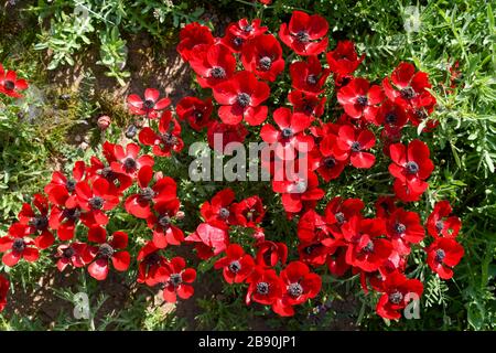 Il ranunculus asiaticus, il ranunculus, è una specie di ranunculus (ranunculus) originaria della regione orientale del Mediterraneo, nell'Asia sud-occidentale Foto Stock