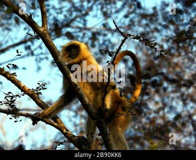 Langur comune anche chiamato langur hanuman Foto Stock