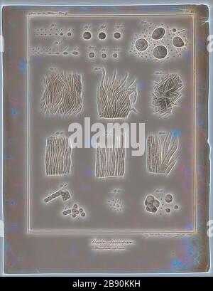 Homo sapiens, Print, Homo sapiens è l'unica specie umana esistente. Il nome è latino per uomo saggio ed è stato introdotto nel 1758 da Carl Linnaeus (che è lui stesso il lectotype per la specie)., anatomia, Reimagined da Gibon, disegno di calore allegro di luminosità e raggi di luce radianza. Arte classica reinventata con un tocco moderno. La fotografia ispirata al futurismo, che abbraccia l'energia dinamica della tecnologia moderna, del movimento, della velocità e rivoluziona la cultura. Foto Stock