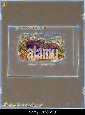 Hydrochoerus capibara, stampa, il capibara (Hydrochoerus hydrochaeris) è un mammifero originario del Sud America. È il più grande roditore vivente nel mondo. Chiamato anche chigüire, chigüiro (in Colombia e Venezuela) e carpincho, è un membro del genere Hydrochoerus, di cui il solo altro extant stati è la minore capibara (Hydrochoerus isthmius). I suoi parenti stretti includono cavie e rock cavies ed è più lontanamente correlato all'agouti, il chinchilla, e il coypu. Il capibara abita nelle savane e foreste fitte e vive vicino a corpi di acqua. Si tratta di un altamente sociale speci Foto Stock