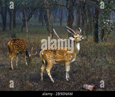 Cervi macchiati Foto Stock