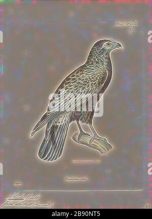 Ibycter ater, Print, la caracara rossa, la caracara rossa (Ibycter americanus) è una specie sociale di rapace della famiglia Falconidae. Viene collocato nel genere monotipico Ibycter, o talvolta unito a Daptrius con la caracara nera. Unica tra le caracaras, si nutre principalmente delle larve delle api e delle vespe, ma prende anche gli insetti adulti e frutta e bacche., 1700-1880, Reimagined by Gibon, disegno di calore allegro di luminosità e raggi di luce radianza. Arte classica reinventata con un tocco moderno. Fotografia ispirata al futurismo, che abbraccia l'energia dinamica del moder Foto Stock