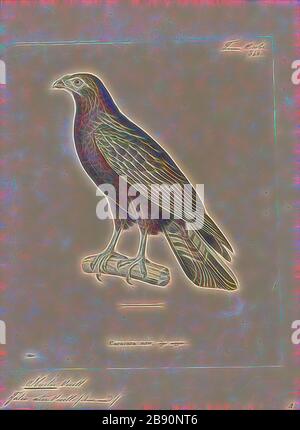 Ibycter ater, Print, la caracara rossa, la caracara rossa (Ibycter americanus) è una specie sociale di rapace della famiglia Falconidae. Viene collocato nel genere monotipico Ibycter, o talvolta unito a Daptrius con la caracara nera. Unica tra le caracaras, si nutre principalmente delle larve delle api e delle vespe, ma prende anche gli insetti adulti e frutta e bacche., 1700-1880, Reimagined by Gibon, disegno di calore allegro di luminosità e raggi di luce radianza. Arte classica reinventata con un tocco moderno. Fotografia ispirata al futurismo, che abbraccia l'energia dinamica del moder Foto Stock