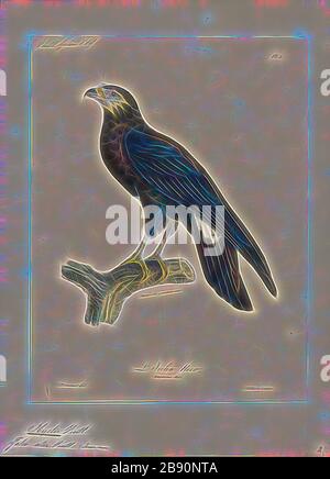 Ibycter ater, Print, la caracara rossa, la caracara rossa (Ibycter americanus) è una specie sociale di rapace della famiglia Falconidae. Viene collocato nel genere monotipico Ibycter, o talvolta unito a Daptrius con la caracara nera. Unica tra le caracaras, si nutre principalmente delle larve delle api e delle vespe, ma prende anche gli insetti adulti e frutta e bacche., 1825-1834, Reimagined by Gibon, disegno di calore allegro di luminosità e raggi di luce radianza. Arte classica reinventata con un tocco moderno. Fotografia ispirata al futurismo, che abbraccia l'energia dinamica del moder Foto Stock