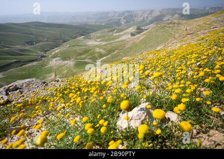 Dopo una rara stagione piovosa nel deserto della Giudea e sulle rive del Mar Morto, fiorisce e fiorisce un'abbondanza di fiori selvatici. Aar Giallo In Fiore Foto Stock