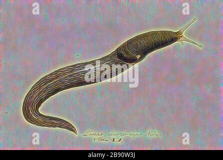 LIMAX cinereoniger, Print, Limax cinereoniger è una grande specie di batterio appartenente alla famiglia dei molluschi nospherosi, appartenente alla famiglia dei molluschi nospheridae. Questa è la più grande specie di lumaca del mondo., Reimagined by Gibon, design di calore allegro di luminosità e raggi di luce radianza. Arte classica reinventata con un tocco moderno. La fotografia ispirata al futurismo, che abbraccia l'energia dinamica della tecnologia moderna, del movimento, della velocità e rivoluziona la cultura. Foto Stock