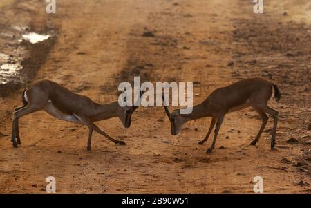 Gazelle indiano Foto Stock