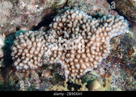 Corallo duro, Montipora verrucosa, Acroporidae, Sharm el Sheikh, Mar Rosso, Egitto Foto Stock