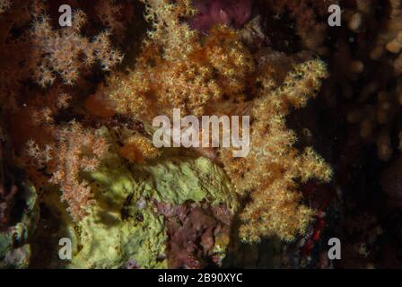Corallo cavolfiore, Dendronephthya sp., Nephtheidae, Sharm El-Sheik, Mar Rosso, Egitto Foto Stock