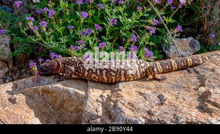 Hissing Mexican Beaded Lizard arrampicata attraverso un Garden Boulder Foto Stock