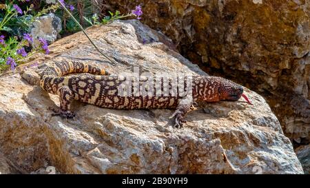 Hissing Mexican Beaded Lizard arrampicata attraverso un Garden Boulder Foto Stock