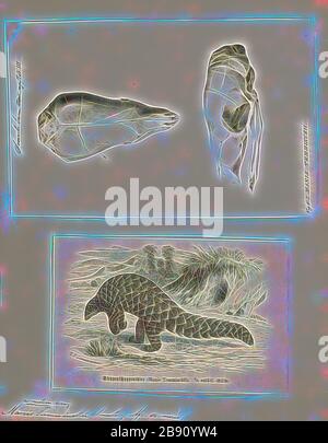 Manis tempminckii, Print, il pangolin al suolo (Smutsia tempminckii), noto anche come il pangolin di Temminck o il pangolin di Capo, è una delle quattro specie di pangolini che si possono trovare in Africa, e l'unica nell'Africa meridionale e orientale. L'animale è stato chiamato per lo zoologo olandese Coenraad Jacob Temminck. Come gruppo, i pangolini sono tra gli animali più criticamente messi in pericolo nel mondo., 1700-1880, Reimagined by Gibon, disegno di calore allegro di luminosità e raggi di luce radianza. Arte classica reinventata con un tocco moderno. Fotografia ispirata al futurismo, che abbraccia l'energia dinamica di m. Foto Stock