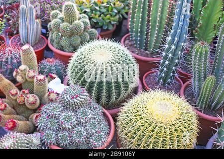 Cactus o Echinocactus Grusonii o sfera d'oro - diversità delle piante di cactus nel giardino Foto Stock