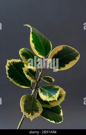 Ilex altaclerensis Re d'oro, agrifoglio Re d'oro, aquifoliacea. Evergreen variegate Foto Stock