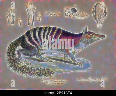 Myrmecobius fasciatus, Print, Numbat - Myrmecobius fasciatus - è un insettivore marsupiale originario dell'Australia Occidentale e recentemente reintrodotto nell'Australia Meridionale. La specie è nota anche come noombat o walpurti. La sua dieta consiste quasi esclusivamente di termiti. Una volta diffusa in tutta l'Australia meridionale, la sua gamma è ora limitata a diverse piccole colonie ed è elencata come specie a rischio di estinzione. L'intorpidimento è un emblema dell'Australia Occidentale e protetto da programmi di conservazione., 1700-1880, Reimagined by Gibon, design di calore allegro di luminosità e raggi di luce radianza. CLA Foto Stock