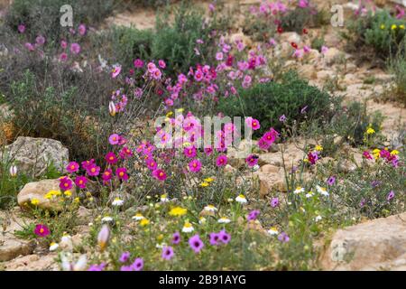 Helianthemum [qui Helianthemum vesicarium] conosciuto come rosa di roccia, rosa del sole, rushrose, o glostweed, una pianta fiorente nella famiglia Cistaceae. Lo sono Foto Stock