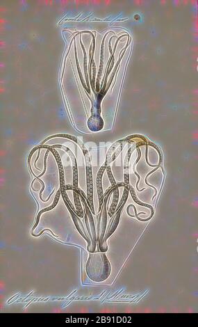 Octopus vulgaris, stampa il polpo (Octopus vulgaris) è un mollusco appartenente alla classe cefalopodi. Octopus vulgaris è il più studiato di tutte le specie di polpo. Essa è considerata cosmopolita, che è una specie di globale che spazia dall'Atlantico orientale, si estende dal Mar Mediterraneo e dalla costa meridionale dell'Inghilterra, almeno al Senegal in Africa. Essa si verifica anche al largo delle Azzorre, Canarie e Isole di Capo Verde. La specie è comune anche nell'Atlantico occidentale. Il polpo di caccia al crepuscolo. Granchi e gamberi di fiume, e molluschi bivalvi (due-sgusciate, come cardidi) ar Foto Stock