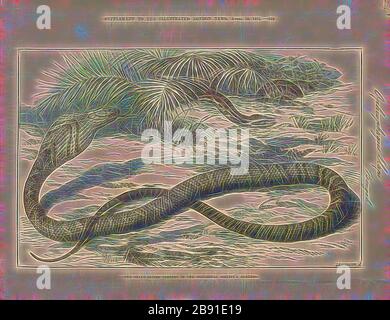 Ophiophagus elaps, Print, il re cobra (Ophiophagus hannah), noto anche come hamadryad, è una specie di serpente velenosa della famiglia Elapidae, endemica delle foreste dell'India attraverso l'Asia sudorientale. È minacciata dalla distruzione degli habitat ed è stata indicata come vulnerabile nella Lista Rossa IUCN dal 2010. È il serpente velenoso più lungo del mondo. Le cobra per adulti sono lunghe da 3,18 a 4 m. La persona nota più lunga ha misurato 5,85 m (19,2 ft). Nonostante la parola cobra nel suo nome comune, questa specie non appartiene al genere Naja, la vera cobra, ma è l'unico membro del suo ow Foto Stock