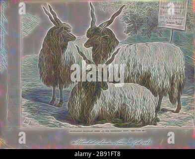 Ovis aries strepsiceros, Print, Ovis è un genere di mammiferi, appartenente alla sottofamiglia di Caprinae della famiglia dei ruminanti Bovidae. Le sue cinque o più specie altamente socievoli sono conosciute come pecora. La pecora domestica è un membro del genere, ed è pensato per essere discendente dal mouflon selvaggio dell'Asia centrale e sudoccidentale., 1868, Reimagined da Gibon, disegno di calore allegro di luminosità e raggi di luce radiance. Arte classica reinventata con un tocco moderno. La fotografia ispirata al futurismo, che abbraccia l'energia dinamica della tecnologia moderna, del movimento, della velocità e rivoluziona la cultura. Foto Stock