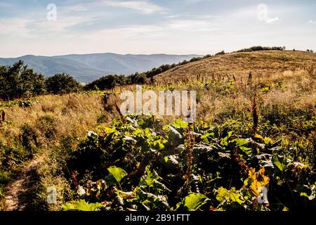 La strada dal Passo Mieczysław Orłowicz a Smerek nei Monti Bieszczady in Polonia Foto Stock