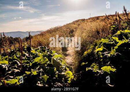 La strada dal Passo Mieczysław Orłowicz a Smerek nei Monti Bieszczady in Polonia Foto Stock