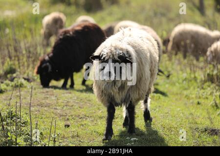 portret di pecora pascola fuori nell'erba nel prato. un gregge di pecore e arieti. fuoco selettivo Foto Stock