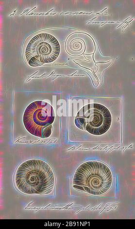Planorbis corneo, Print, Planorbarius corneo, nome comune il grande ramshorn, è una specie relativamente grande di lumaca d'acqua dolce respirabile, un gasteropode acquatico pulmonato mollusco nella famiglia Planorbidae, le lumache del corno del montone, o piiorbide, Che hanno tutti conchiglie sinistral o sinistra-coiling., Reimagined da Gibon, disegno di calore allegro di luminosità e raggi di luce radiance. Arte classica reinventata con un tocco moderno. La fotografia ispirata al futurismo, che abbraccia l'energia dinamica della tecnologia moderna, del movimento, della velocità e rivoluziona la cultura. Foto Stock