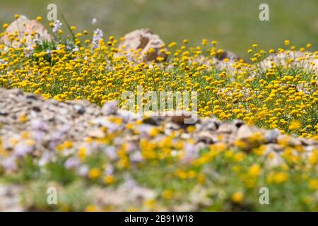 Dopo una rara stagione piovosa nel deserto della Giudea e sulle rive del Mar Morto, fiorisce e fiorisce un'abbondanza di fiori selvatici. Aar Giallo In Fiore Foto Stock