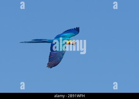 Un Macaw selvatico blu e giallo (Ara ararauna) che vola in Brasile Foto Stock