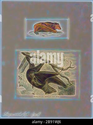 Pteropus edulis, Print, la volpe volante dalle orecchie nere, specie Pteropus melanotus, è un pipistrello della famiglia Pteropodidae (megabats). Conosciuta anche come volata volata di Blyth, si trova sulle Isole Andaman e Nicobar (India), e a Sumatra (Indonesia). Una popolazione sull'isola di Natale, criticamente minacciata, è stata posta come sottospecie di questa popolazione. La conservazione e lo stato tassonomico di quella popolazione è stato successivamente ristabilito come specie distinta, la frutta-bat dell'isola di Natale Pteropus natalis., 1700-1880, reimagined da Gibon, disegno di calore allegro incandescente di luminoso Foto Stock