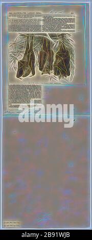 Pteropus edulis, Print, la volpe volante dalle orecchie nere, specie Pteropus melanotus, è un pipistrello della famiglia Pteropodidae (megabats). Conosciuta anche come volata volata di Blyth, si trova sulle Isole Andaman e Nicobar (India), e a Sumatra (Indonesia). Una popolazione sull'isola di Natale, criticamente minacciata, è stata posta come sottospecie di questa popolazione. La conservazione e lo stato tassonomico di quella popolazione è stato successivamente ristabilito come specie distinta, la frutta-bat dell'isola di Natale Pteropus natalis., 1700-1880, reimagined da Gibon, disegno di calore allegro incandescente di luminoso Foto Stock