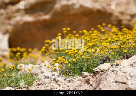 Dopo una rara stagione piovosa nel deserto della Giudea e sulle rive del Mar Morto, fiorisce e fiorisce un'abbondanza di fiori selvatici. Aar Giallo In Fiore Foto Stock