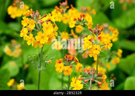 Fiori gialli di primula candelabri ibridi in primavera Foto Stock