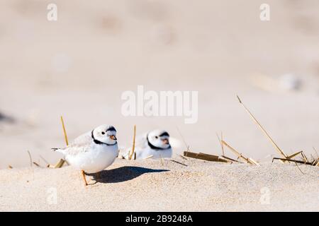 Coppia di Piping plovers nella sabbia sulla spiaggia. Foto Stock