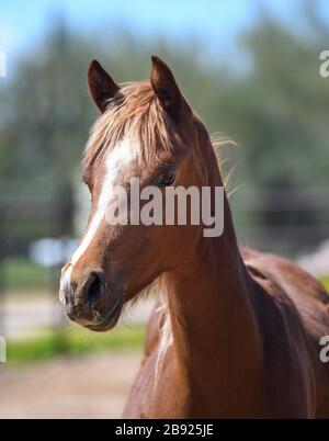 Primo piano di un cavallo arabo in profilo Foto Stock