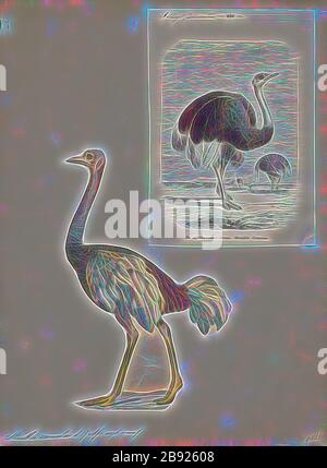 Strutio camelus, Print, il comune struzzo (Strutio camelus), o semplicemente struzzo, è una specie di grande uccello senza luce nativo di certe grandi aree dell'Africa. Si tratta di una delle due specie esistenti di struzzi, gli unici membri viventi del genere Struthio nell'ordine dei ratiti degli uccelli. L'altro è il Somali ostrich (Strutio molibdophanes), che è stato riconosciuto come una specie distinta da BirdLife International nel 2014 essendo stato precedentemente considerato una sottospecie molto distintiva di ostrich., 1700-1880, Reimagined da Gibon, disegno di calore allegro di luminosità e raggi di luce radianza. C Foto Stock