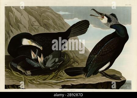 Plate 266 Cormorano comune (Grande Cormorano) The Birds of America Folio (1827–1839) John James Audubon - immagine modificata ad altissima risoluzione e qualità Foto Stock